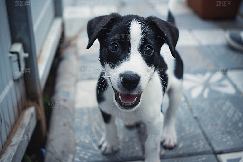可爱小狗高清犬类摄影图