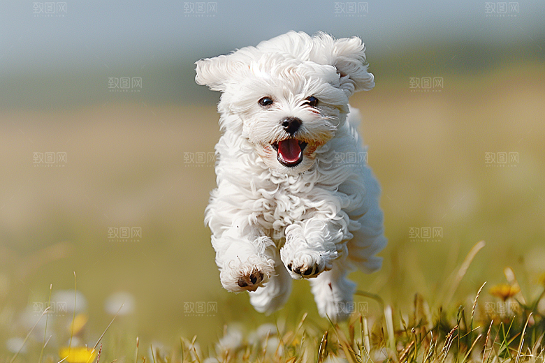 可爱小狗生活犬类摄影图