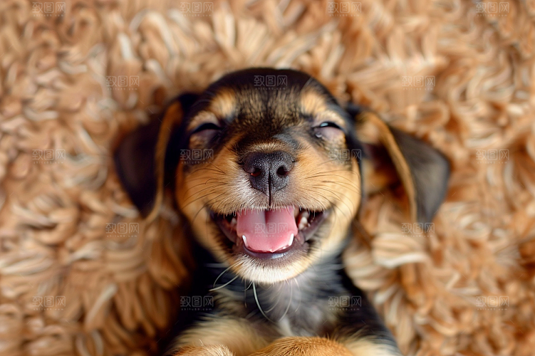 可爱小狗聪明犬类摄影图