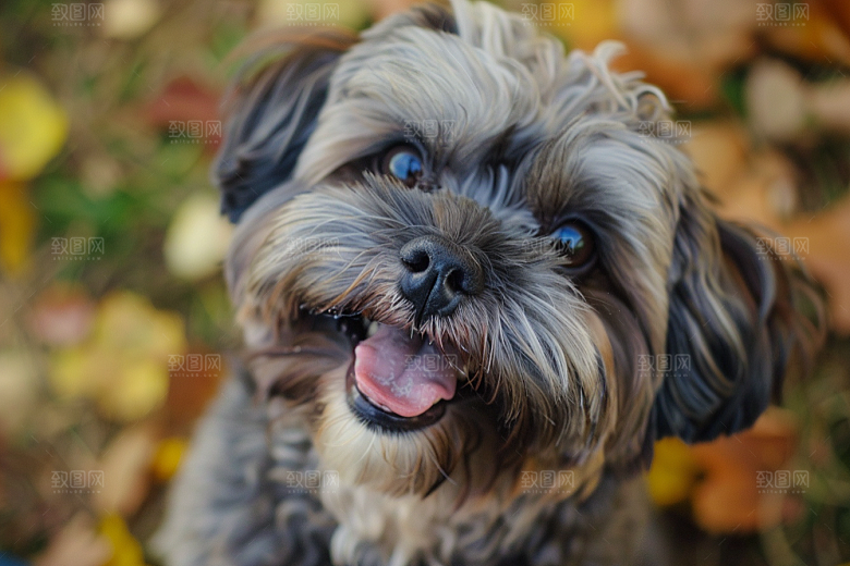 可爱小狗活泼犬类摄影图