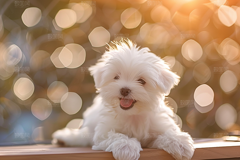 可爱小狗犬类萌萌哒摄影图