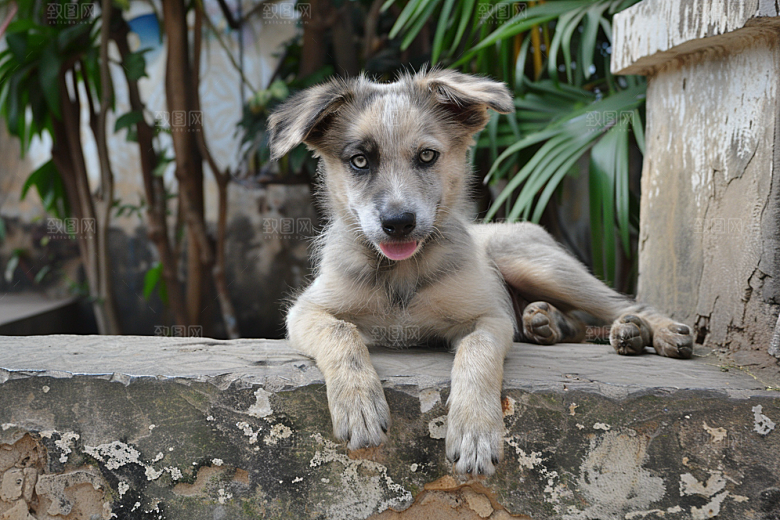 可爱小狗犬类日常摄影图