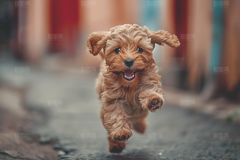 可爱小狗养宠犬类摄影图
