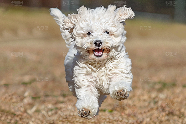 可爱小狗伴侣宠物犬类摄影图