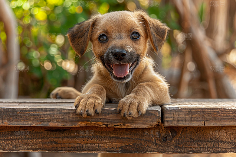 可爱小狗高清犬类摄影图