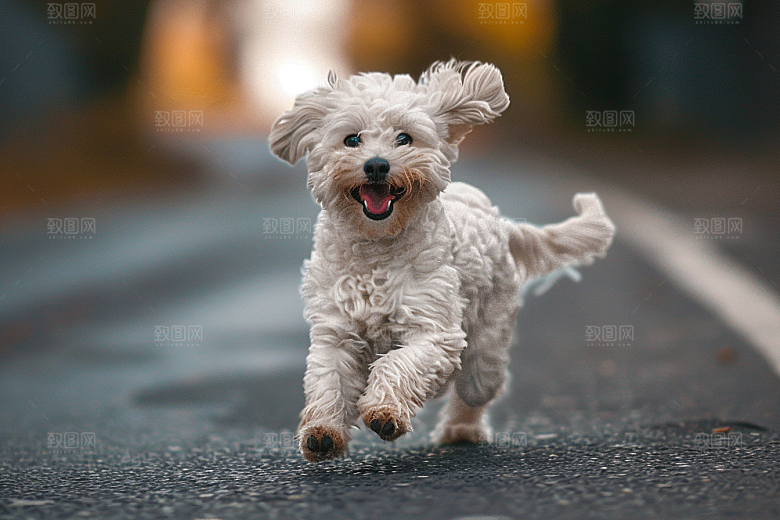 可爱小狗犬类萌萌哒摄影图