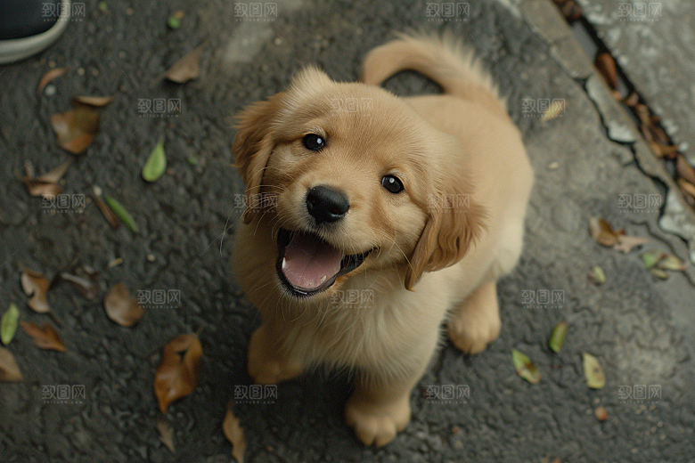 可爱小狗生活犬类摄影图