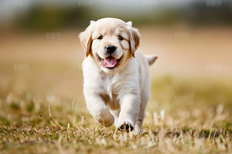 可爱小狗活泼犬类摄影图