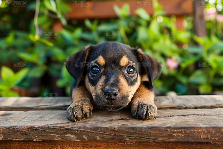 可爱小狗聪明犬类摄影图