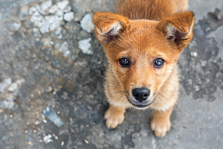 可爱小狗犬类天真摄影图