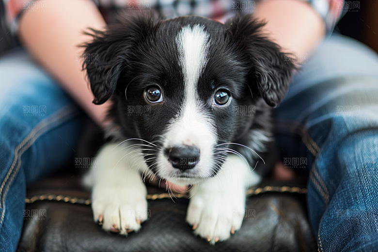 可爱小狗生活犬类摄影图