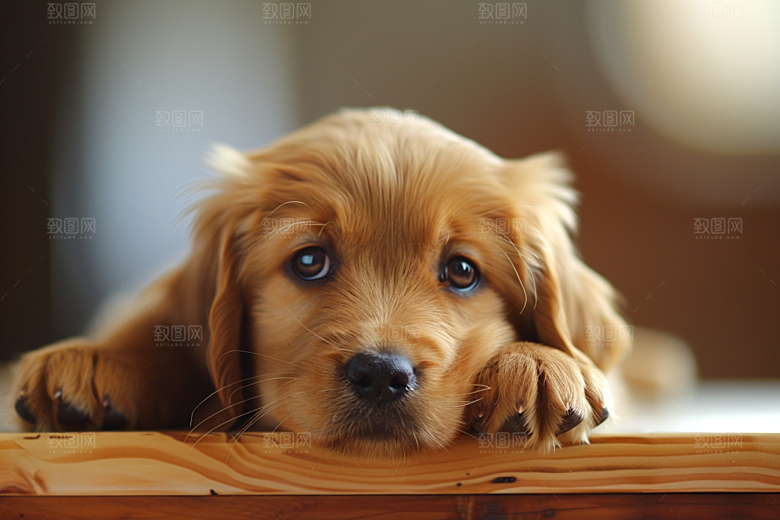 可爱小狗聪明犬类摄影图