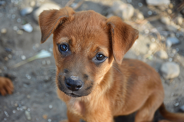 可爱小狗活泼犬类摄影图