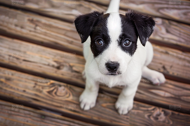 可爱小狗养宠犬类摄影图