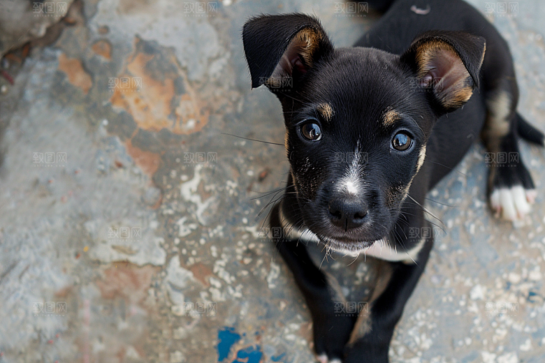 可爱小狗犬类生活摄影图