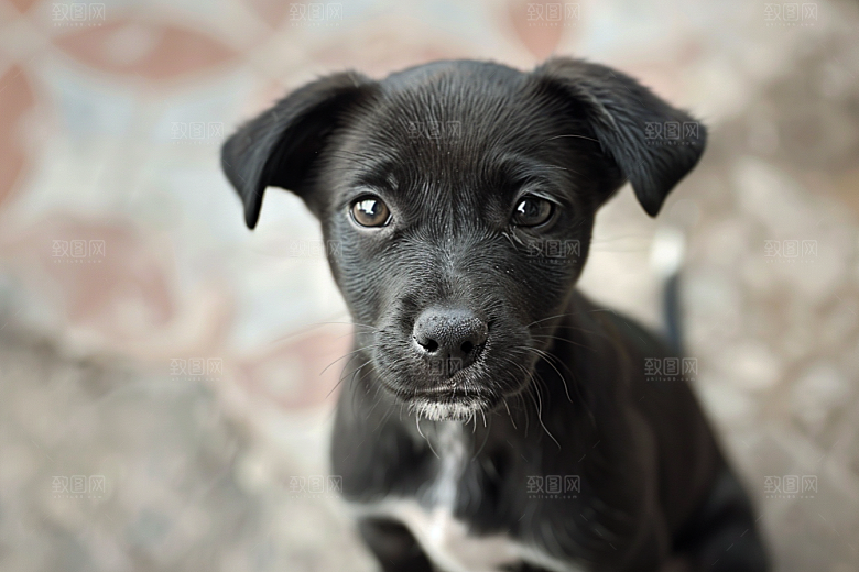 可爱小狗犬类动物摄影图