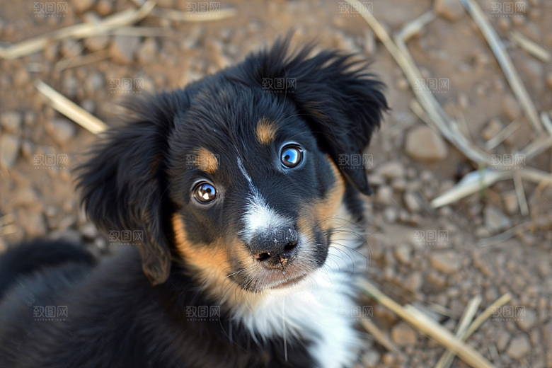 可爱小狗犬类养宠摄影图