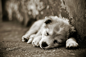 可爱小狗动物生活摄影图