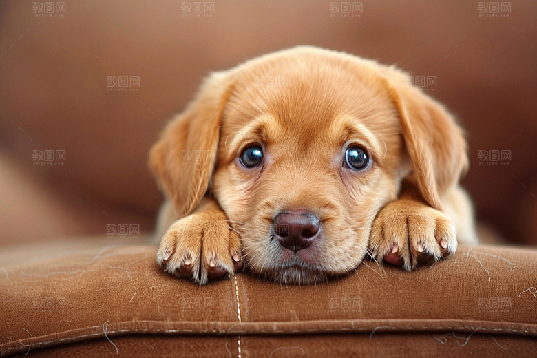 可爱小狗犬类伴侣宠物摄影图