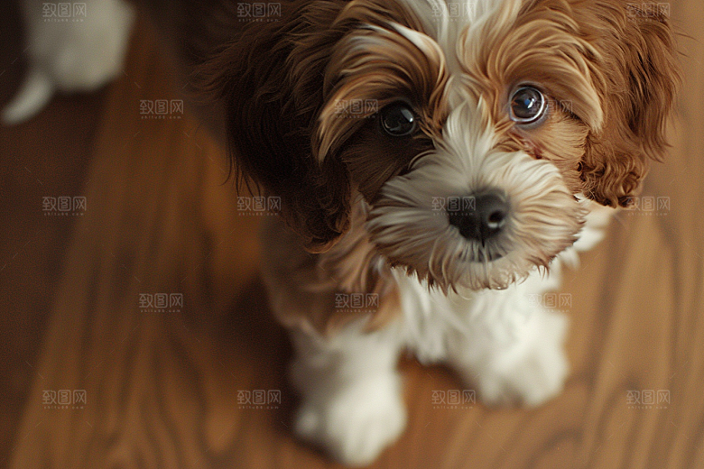 可爱小狗自然犬类摄影图