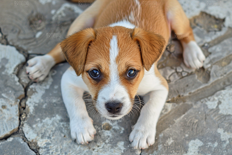 可爱小狗活泼犬类摄影图