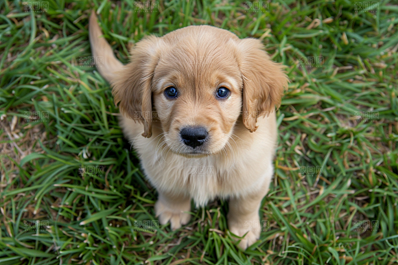 可爱小狗犬类清新摄影图