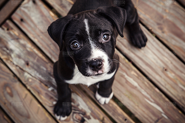 可爱小狗活泼犬类摄影图