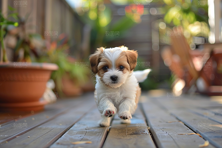 可爱小狗犬类动物摄影图