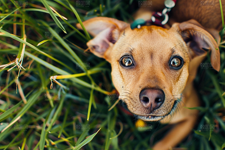 可爱小狗动物犬类摄影图