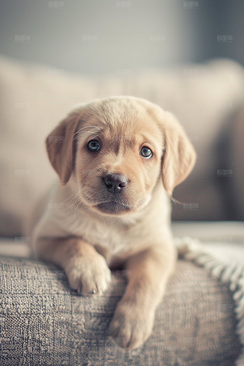 可爱小狗犬类宠物狗摄影图