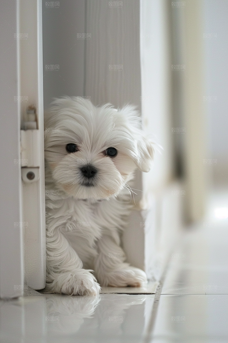 可爱小狗伴侣宠物犬类摄影图