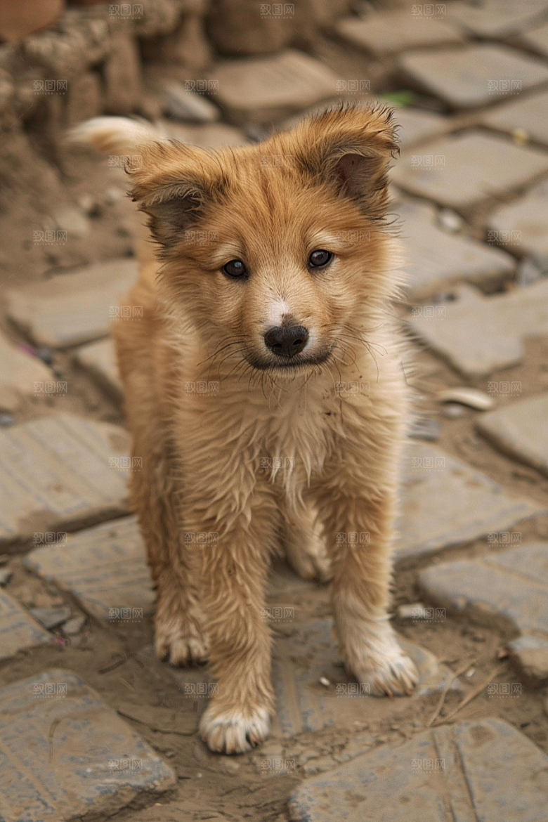 可爱小狗养宠犬类摄影图
