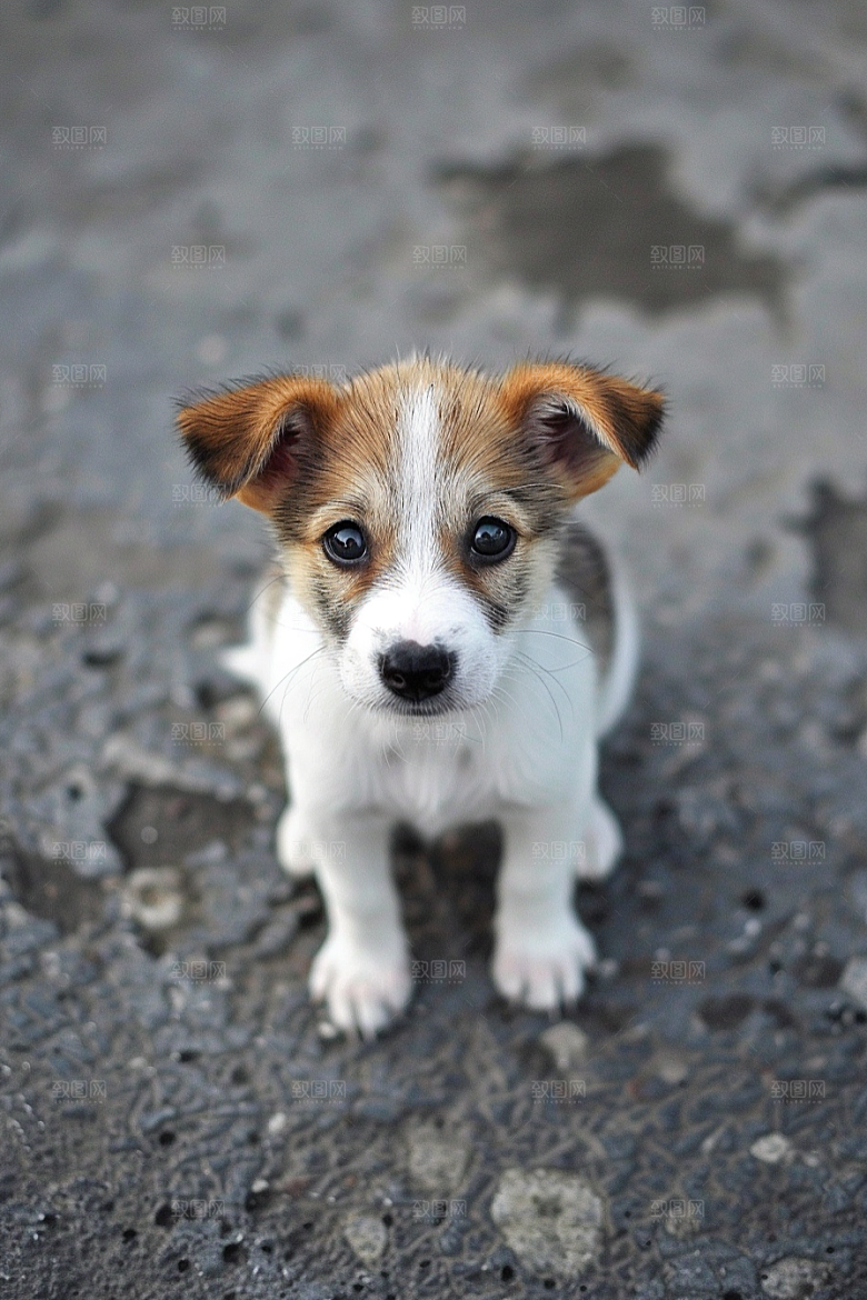 可爱小狗犬类生活摄影图