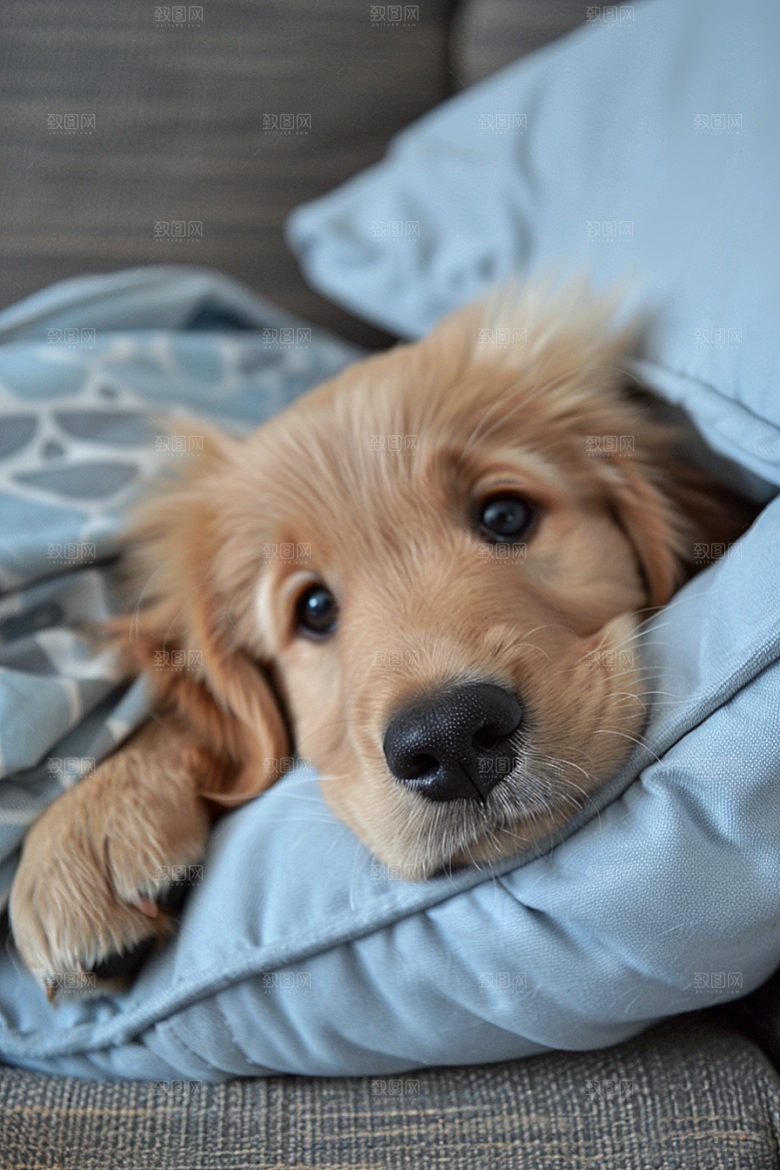 可爱小狗清新犬类摄影图