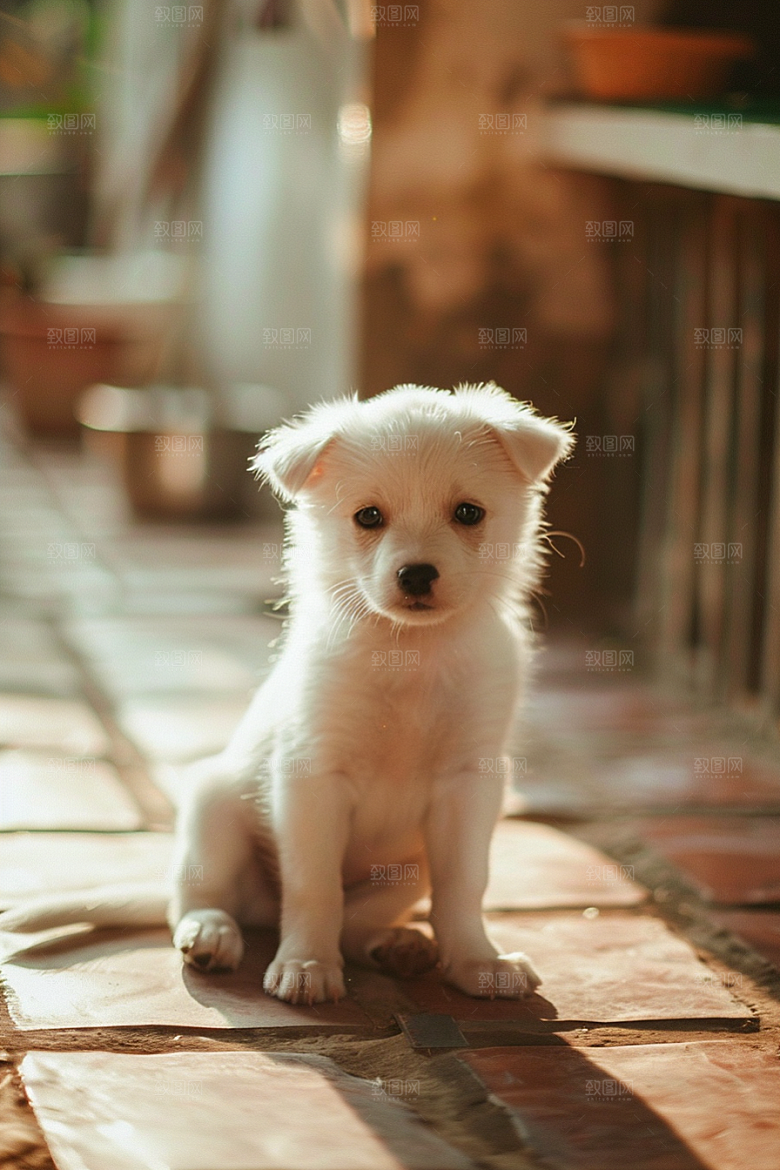 可爱小狗犬类日常摄影图