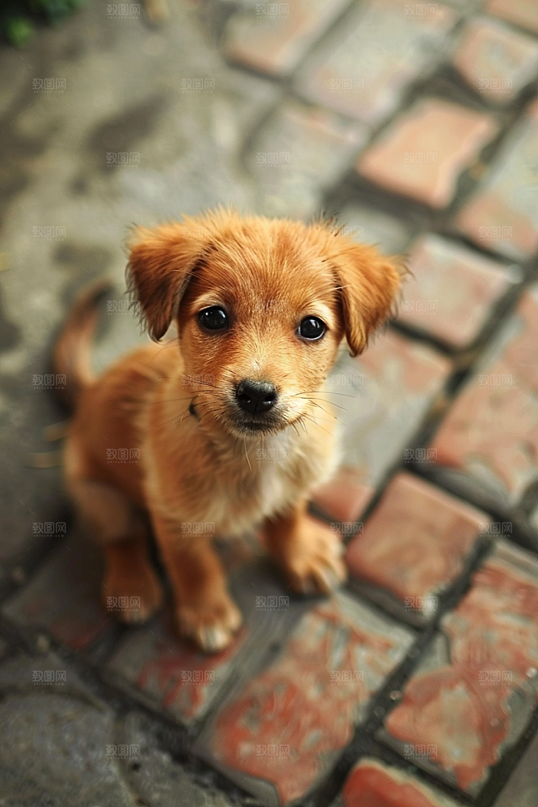 可爱小狗犬类自然摄影图