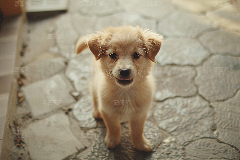 可爱小狗日常犬类摄影图