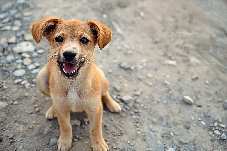 可爱小狗犬类清新摄影图
