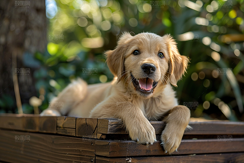 可爱小狗聪明犬类摄影图
