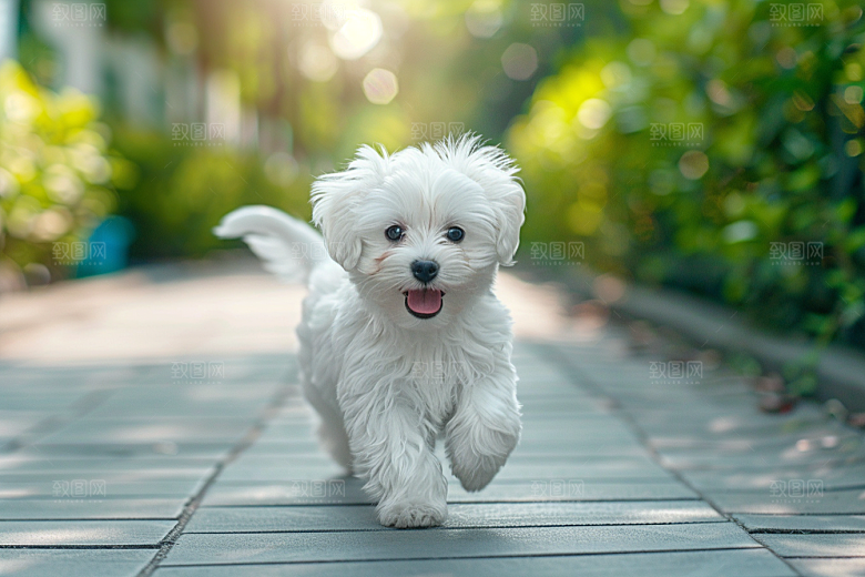 可爱小狗犬类养宠摄影图