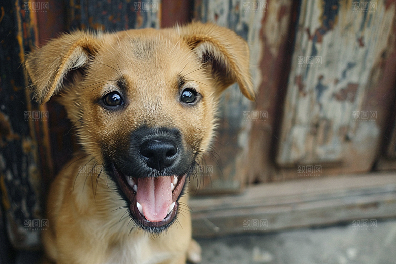 可爱小狗活泼犬类摄影图