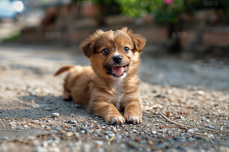 可爱小狗自然犬类摄影图