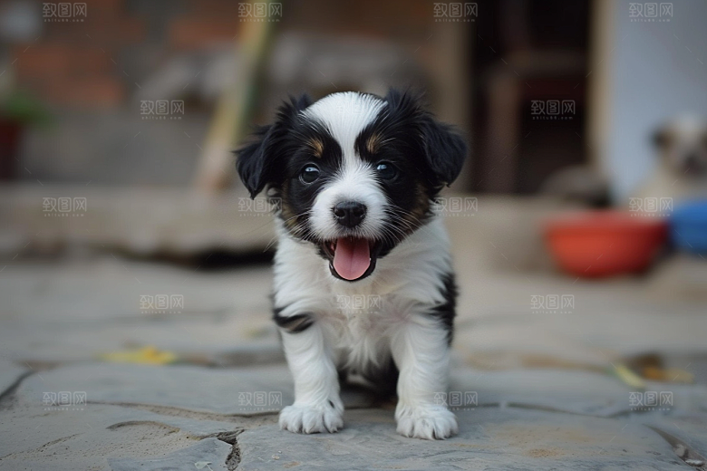 可爱小狗生活自然摄影图