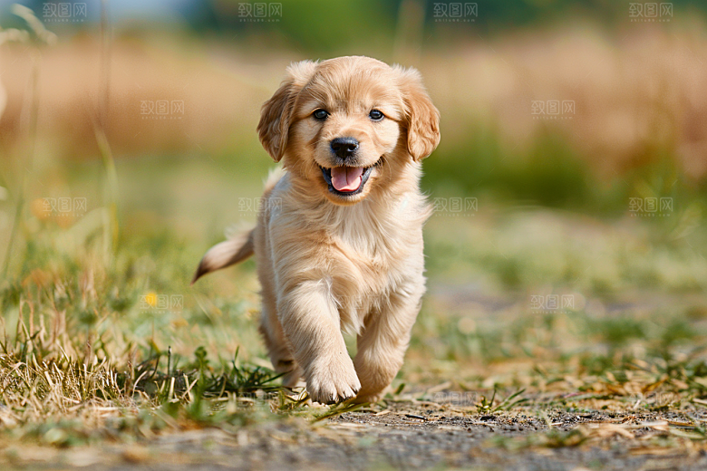 可爱小狗犬类日常摄影图