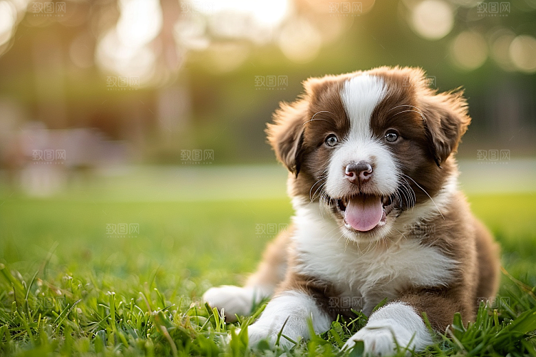 可爱小狗犬类伴侣宠物摄影图