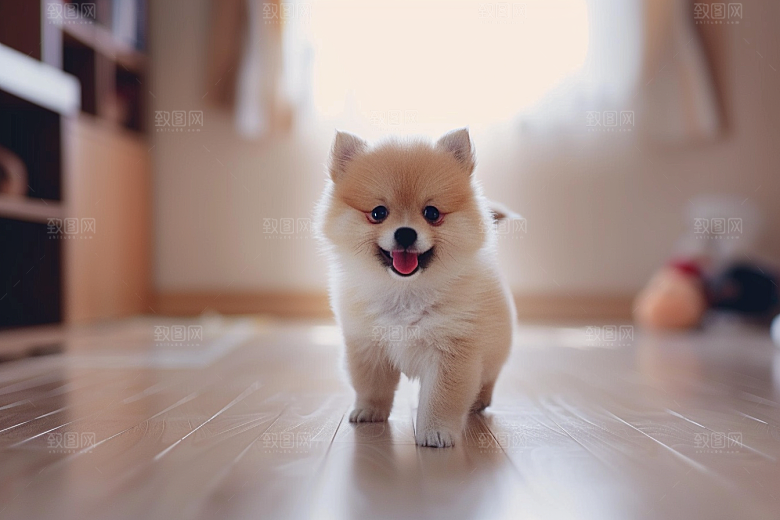 可爱小狗犬类活泼摄影图