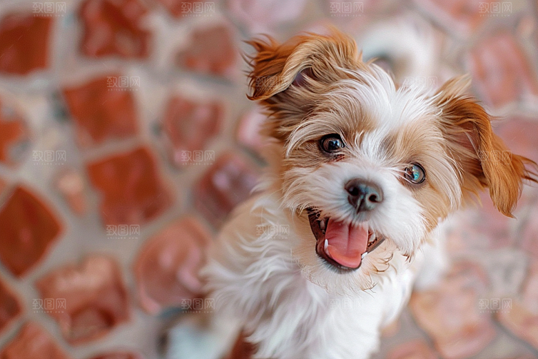 可爱小狗犬类养宠摄影图