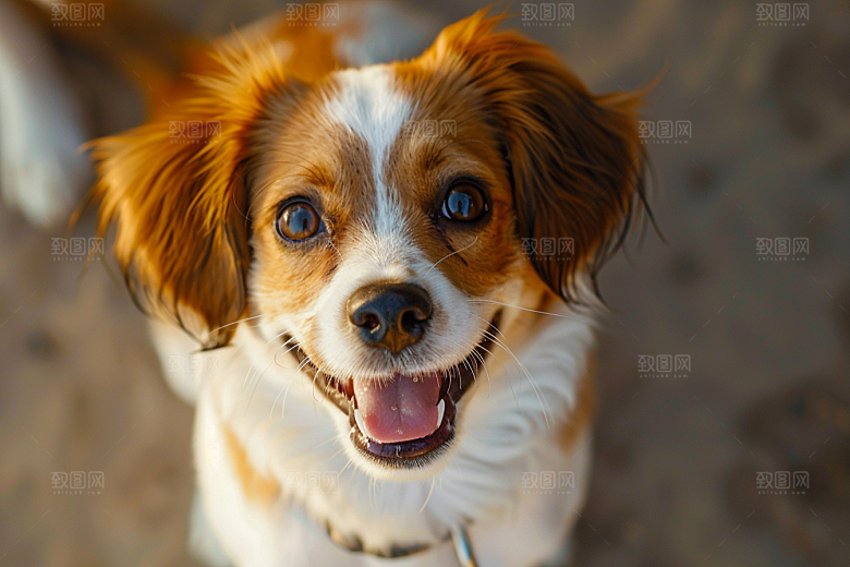 可爱小狗犬类生活摄影图