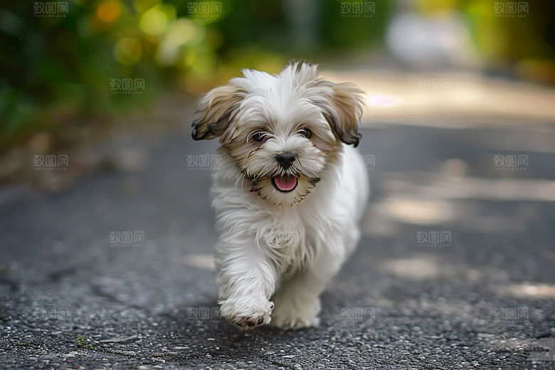 可爱小狗犬类动物摄影图