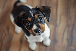 可爱小狗犬类日常摄影图